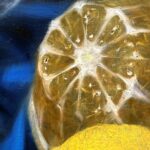 三嶋哲也『青の静物（白百合と果実）』