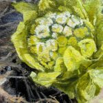 菊池潤子『ふきのとうひらく』