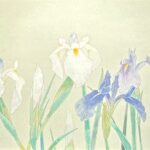 河本真理『花菖蒲』