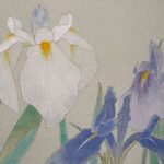 河本真理『花菖蒲』